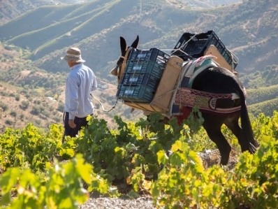 Málaga. Escapada gastronómica de fin de semana. El vino, la pasa y la Serranía de Ronda